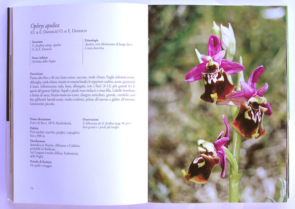 libri: Orchidee spontanee nel parco nazionale del gargano